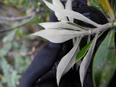 Linochilus schultzii