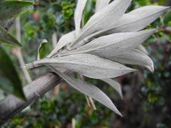 Linochilus schultzii