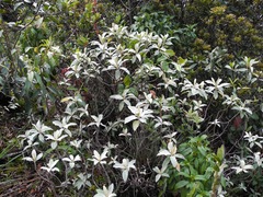 Linochilus antioquensis