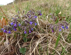 Pulmonaria angustifolia