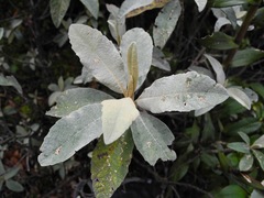 Linochilus antioquensis