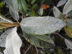 Linochilus antioquensis