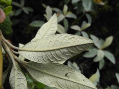 Linochilus antioquensis