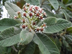 Linochilus antioquensis