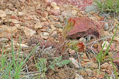 Sedum lanceolatum lanceolatum