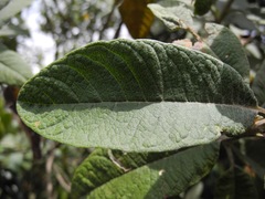 Linochilus antioquensis