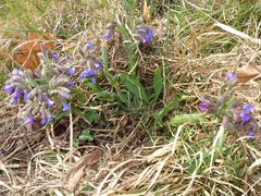 Pulmonaria angustifolia
