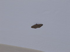 Costaconvexa polygrammata