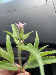 Syncolostemon bracteosus