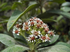 Linochilus antioquensis