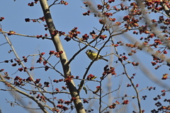 Cyanistes caeruleus satunini