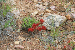 Sedum lanceolatum lanceolatum