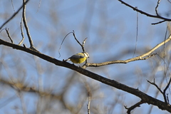 Cyanistes caeruleus satunini