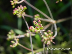 Pimpinella niitakayamensis