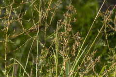 Sporophila caerulescens