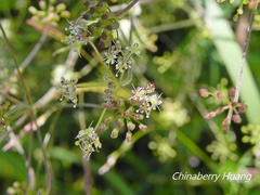 Pimpinella niitakayamensis
