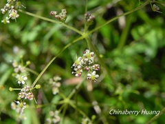 Pimpinella niitakayamensis