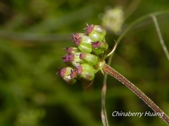 Pimpinella niitakayamensis