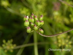 Pimpinella niitakayamensis