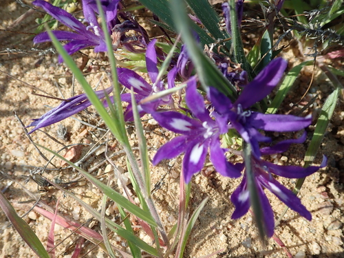 Babiana attenuata