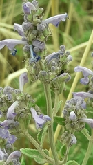 Nepeta curviflora