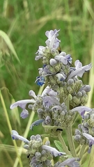 Nepeta curviflora