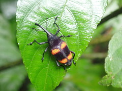 Cactophagus duplocinctus