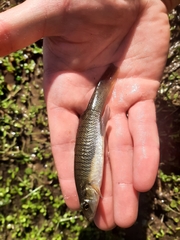 Fundulus seminolis