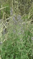 Nepeta curviflora