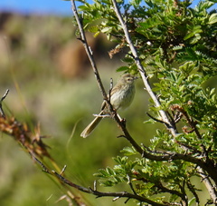 Prinia hypoxantha