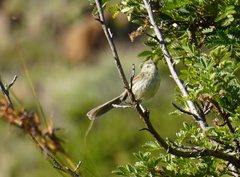 Prinia hypoxantha