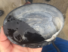 Callithaca tenerrima