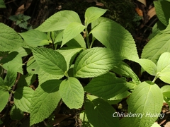 Comanthosphace formosana