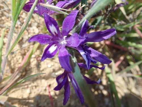 Image of Babiana attenuata by no rights reserved