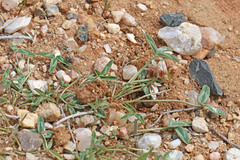 Trifolium gymnocarpon