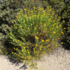 Ericameria parishii