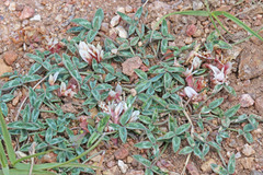 Trifolium gymnocarpon