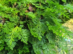 Asplenium theciferum