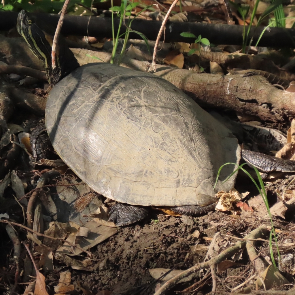 Mesoamerican Slider from Zihuatanejo de Azueta, Guerrero, Mexico on ...