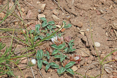 Trifolium gymnocarpon