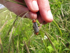 Cantharis annularis