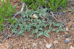 Trifolium gymnocarpon