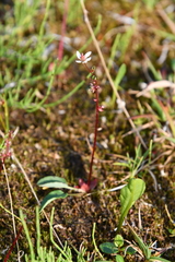 Micranthes foliolosa