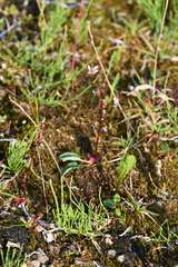 Micranthes foliolosa