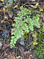 Adiantum venustum