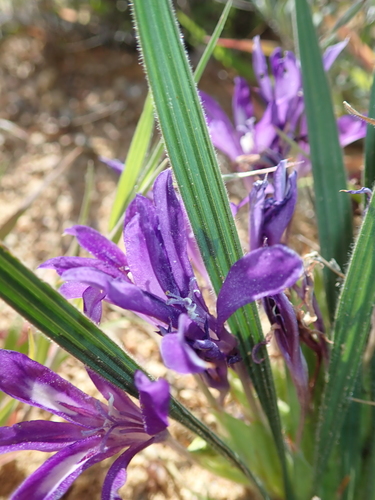 Image of Babiana attenuata by no rights reserved