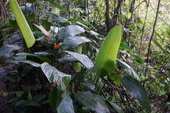 Stromanthe stromanthoides