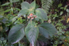 Kohleria trianae