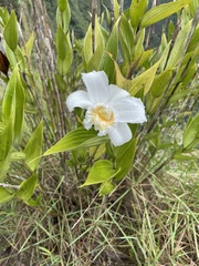 Sobralia setigera