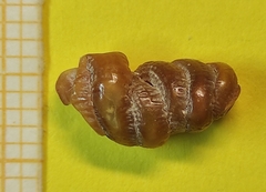 Petaloconchus glomeratus